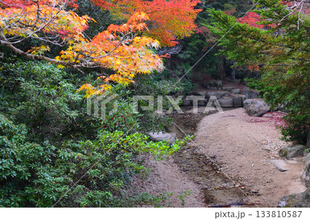 安芸の宮島・紅葉の紅葉谷公園 安芸の宮島・紅葉の紅葉谷公園 133810587