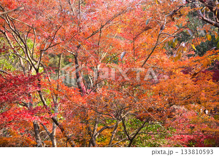 安芸の宮島・紅葉の紅葉谷公園 133810593