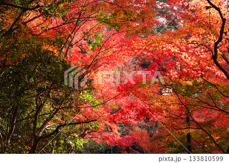 安芸の宮島・紅葉の紅葉谷公園 安芸の宮島・紅葉の紅葉谷公園 133810599