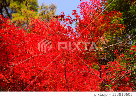 安芸の宮島・紅葉の紅葉谷公園 133810603