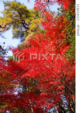 安芸の宮島・紅葉の紅葉谷公園 133810615