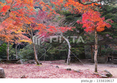 安芸の宮島・紅葉の紅葉谷公園 133810617