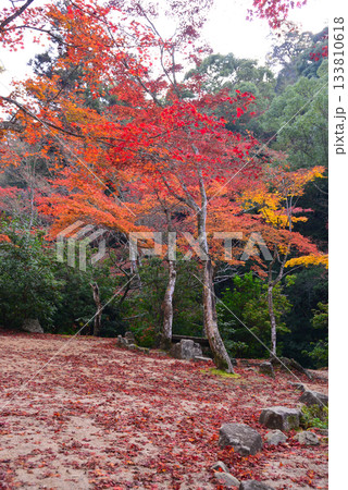 安芸の宮島・紅葉の紅葉谷公園 安芸の宮島・紅葉の紅葉谷公園 133810618
