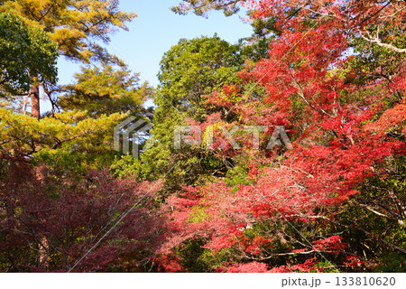 安芸の宮島・紅葉の紅葉谷公園 133810620