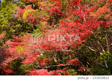 安芸の宮島・紅葉の紅葉谷公園 133810622