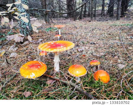 Cluster of vibrant red and orange fly agaric mushrooms with white spots on forest floor, surrounded by pine needles, green moss, and fallen oak leaves, autumn day in a woodland environment Cluster of vibrant red and orange fly agaric mushrooms with white spots on forest floor, surrounded by pine needles, green moss, and fallen oak leaves, autumn day in a woodland environment 133810702