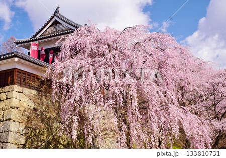 満開の桜につつまれる上田城 満開の桜につつまれる上田城 133810731