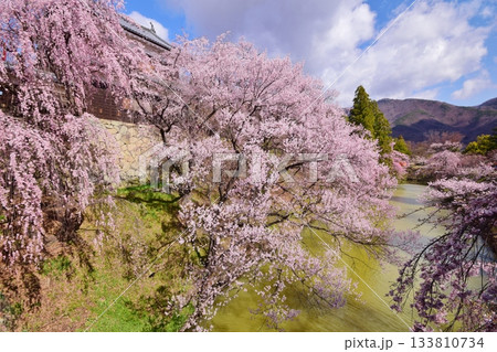 満開の桜につつまれる上田城 133810734