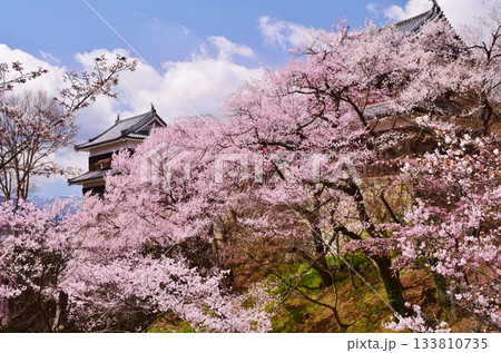 満開の桜につつまれる上田城 満開の桜につつまれる上田城 133810735