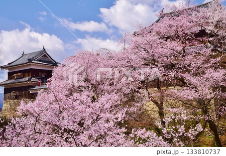 満開の桜につつまれる上田城 133810737