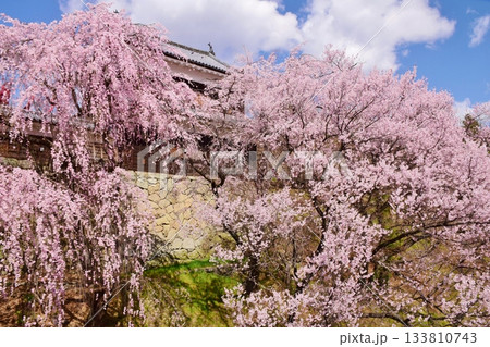 満開の桜につつまれる上田城 133810743