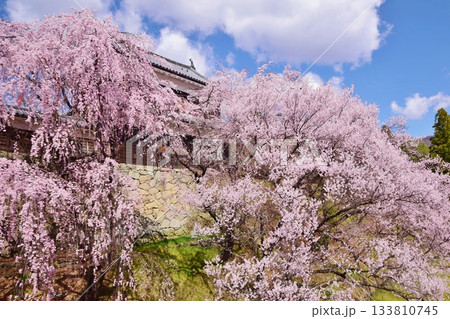満開の桜につつまれる上田城 満開の桜につつまれる上田城 133810745