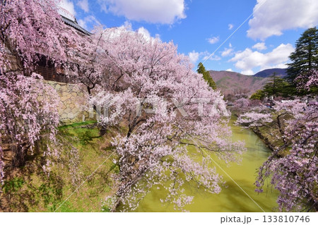 満開の桜につつまれる上田城 満開の桜につつまれる上田城 133810746