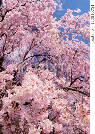 満開の桜につつまれる上田城 133810751