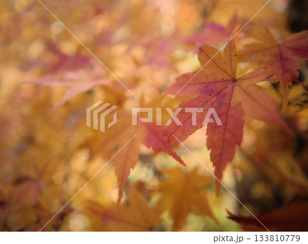 11月に色付いたモミジ 133810779