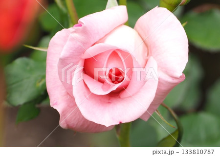 ピンクのバラの花が咲いています ピンクのバラの花が咲いています 133810787