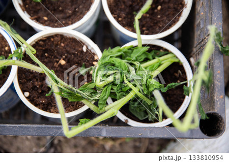 Frozen tomato plant before planting in the ground in spring, spring time 133810954