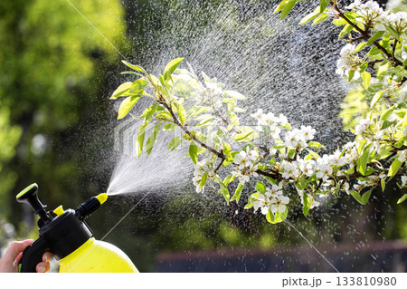 Spraying pear flowers from a sprayer to increase productivity and protect against diseases and pests in spring in sunny weather. Protection from aphids. Copy space for text 133810980
