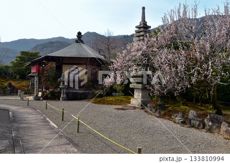 京都 三秀院の春 京都 三秀院の春 133810994