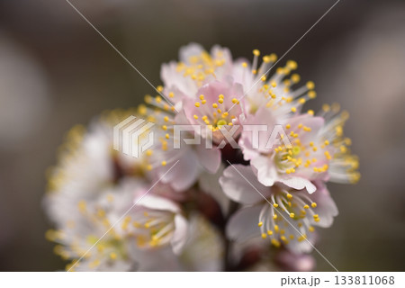 白い梅の花 白い梅の花 133811068