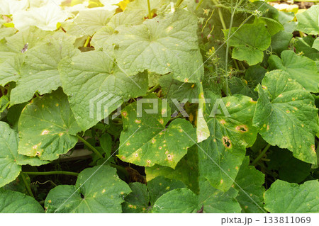 sunburn on borage foliage, pest holes and nutrient deficiencies. Cucumber disease, close-up sunburn on borage foliage, pest holes and nutrient deficiencies. Cucumber disease, close-up 133811069