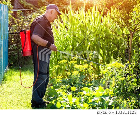 An elderly man at his dacha treats tomatoes against parasites and to stimulate growth in the summer, background. Copy space for text, industry 133811125