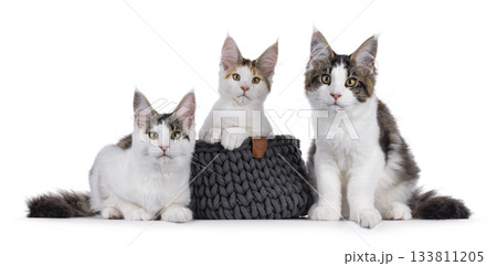 Maine Coon cat kittens on white Maine Coon cat kittens on white 133811205