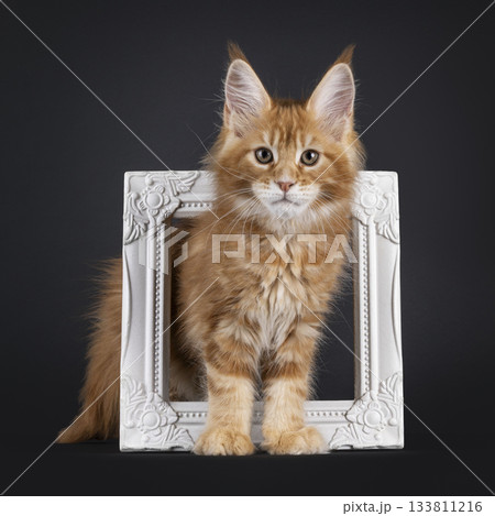 Red Maine Coon cat kitten on black Red Maine Coon cat kitten on black 133811216