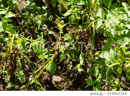 late blight disease on green potato tops, close-up late blight disease on green potato tops, close-up 133811328