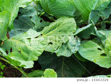 Holes in cabbage leaves after parasites of butterflies and caterpillars, close-up, background 133811329