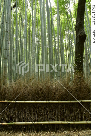 竹林の小径 竹林の小径 133811743