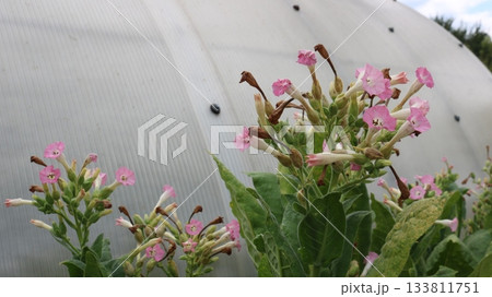 Close-up of the characteristic tubular pink flowers of the tobacco plant on a green ripe bush, tobacco blooming in a garden or on a plantation, tobacco bush during the flowering and ripening period Close-up of the characteristic tubular pink flowers of the tobacco plant on a green ripe bush, tobacco blooming in a garden or on a plantation, tobacco bush during the flowering and ripening period 133811751