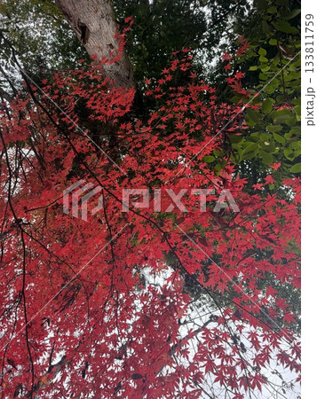 真っ赤な紅葉 真っ赤な紅葉 133811759