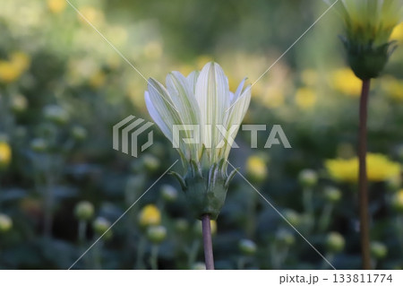 秋の庭に咲く白いガザニアの花と黄色い菊の花 133811774