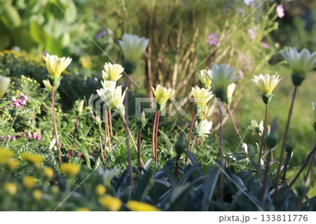 秋の庭に咲く白いガザニアの花と黄色い菊の花 133811776