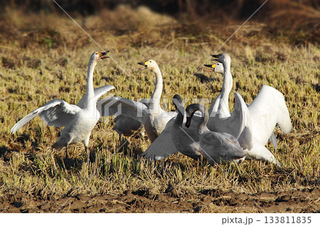 餌場の田んぼに舞い降りて翼を広げながら大騒ぎしている賑やかな白鳥の集団 133811835