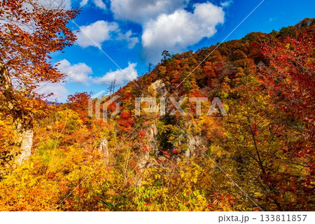 鮮やかな紅葉 鮮やかな紅葉 133811857