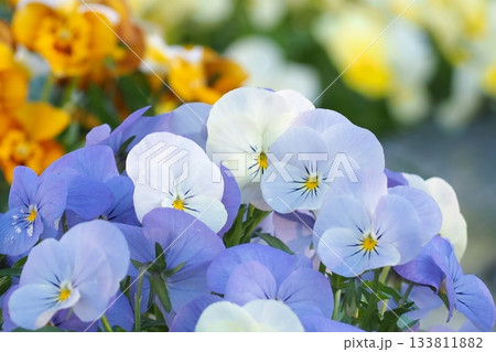 ビオラの咲く花壇 133811882