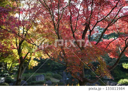 京都 秋の紅葉の季節の城南宮の風景 京都 秋の紅葉の季節の城南宮の風景 133811984