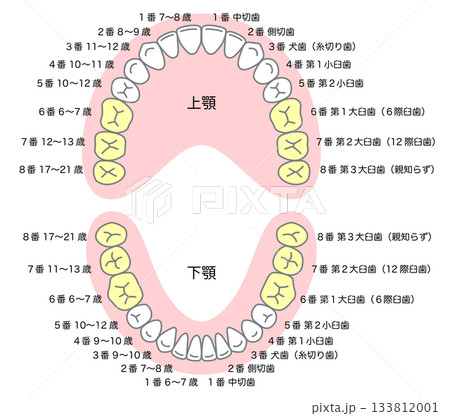 永久歯の名称と生える時期 永久歯の名称と生える時期 133812001