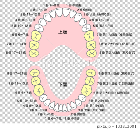 永久歯の名称と生える時期 永久歯の名称と生える時期 133812001