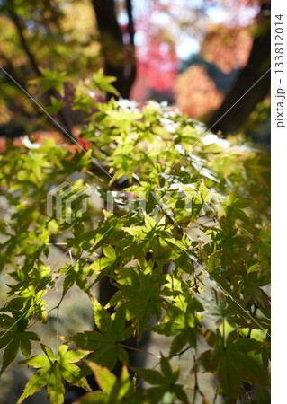 京都 秋の紅葉の季節の城南宮の風景 133812014