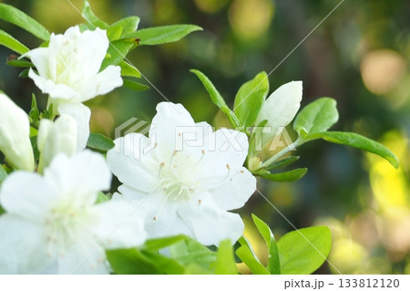 白いツツジの花 白いツツジの花 133812120