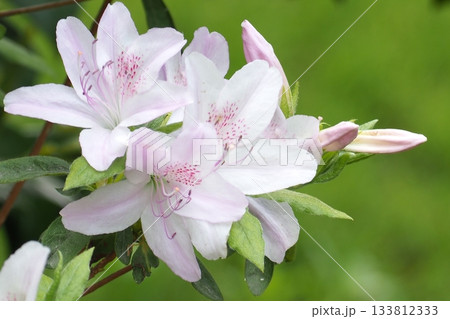 ツツジの花が咲いています 133812333