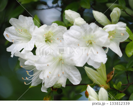 白いつつじの花 133812339