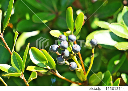 黒くなったシャリンバイの実(秋、十一月) 黒くなったシャリンバイの実(秋、十一月) 133812344