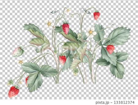 Composition with Wild Strawberry branches and white flower . Hand drawn watercolor illustration of Woodland strawberry plant green leaves and red wild berries on isolated background. 133812374