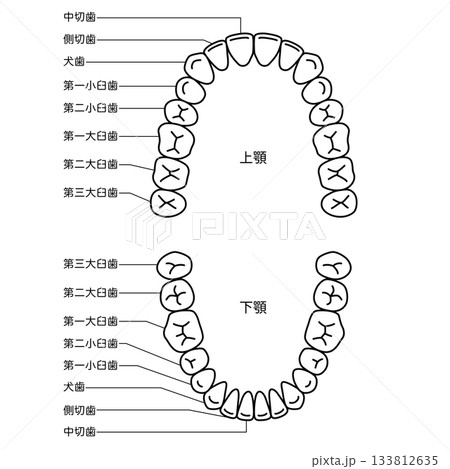 歯の名称　歯列 133812635