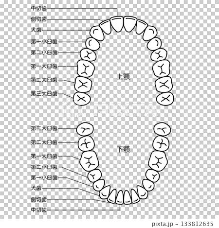 Name of teeth: Dentition Name of teeth: Dentition 133812635