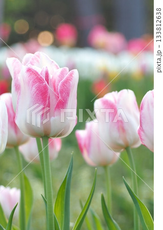 春の花壇に咲くピンク色のチューリップ 春の花壇に咲くピンク色のチューリップ 133812638